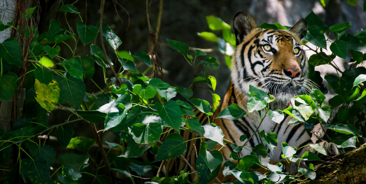 bioparc