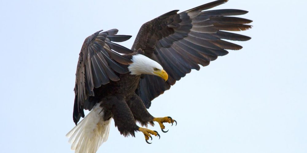 Soon Eagle Jardin-de-las-Aguilas-benalmadena.jpg