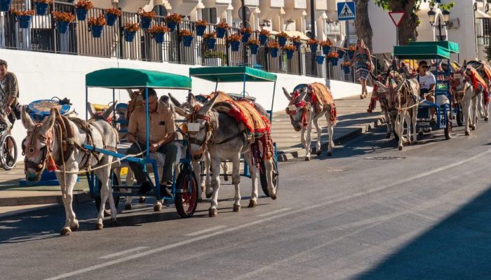 Paseo burro mijas malaga